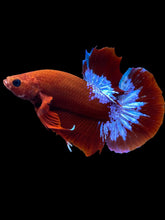 Load image into Gallery viewer, Male Halfmoon Plakat - Red FCCP #1694 - Live Betta Fish
