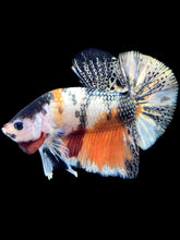 Load image into Gallery viewer, Male Halfmoon Plakat - Candy Copper #1695 - Live Betta Fish
