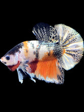 Load image into Gallery viewer, Male Halfmoon Plakat - Candy Copper #1695 - Live Betta Fish
