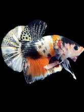 Load image into Gallery viewer, Male Halfmoon Plakat - Candy Copper #1695 - Live Betta Fish
