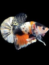 Load image into Gallery viewer, Male Halfmoon Plakat - Candy Copper #1695 - Live Betta Fish

