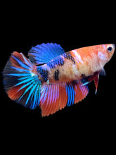 Load image into Gallery viewer, TOP GRADE Female Halfmoon - Galaxy #1697 - Live Betta Fish
