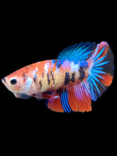 Load image into Gallery viewer, TOP GRADE Female Halfmoon - Galaxy #1697 - Live Betta Fish
