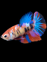 Load image into Gallery viewer, TOP GRADE Female Halfmoon - Galaxy #1697 - Live Betta Fish
