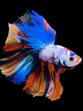 Load image into Gallery viewer, Male Halfmoon - Multicolor #1698 - Live Betta Fish
