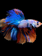 Load image into Gallery viewer, Male Halfmoon - Multicolor #1698 - Live Betta Fish
