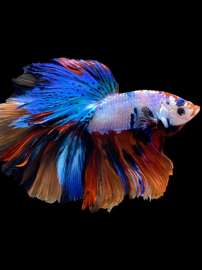Male Halfmoon - Multicolor #1698 - Live Betta Fish
