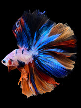 Load image into Gallery viewer, Male Halfmoon - Multicolor #1698 - Live Betta Fish
