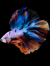 Load image into Gallery viewer, Male Halfmoon - Multicolor #1698 - Live Betta Fish
