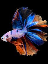 Load image into Gallery viewer, Male Halfmoon - Multicolor #1698 - Live Betta Fish
