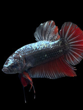 Load image into Gallery viewer, GIANT Male Halfmoon Plakat - Copper #1700 - Live Betta Fish
