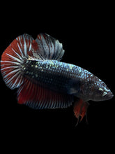 Load image into Gallery viewer, GIANT Male Halfmoon Plakat - Copper #1700 - Live Betta Fish
