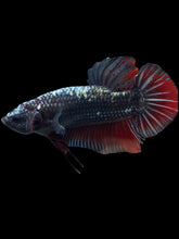 Load image into Gallery viewer, GIANT Male Halfmoon Plakat - Copper #1700 - Live Betta Fish
