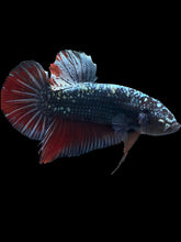 Load image into Gallery viewer, GIANT Male Halfmoon Plakat - Copper #1700 - Live Betta Fish
