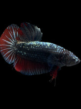 Load image into Gallery viewer, GIANT Male Halfmoon Plakat - Copper #1700 - Live Betta Fish
