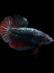 GIANT Male Halfmoon Plakat - Copper #1700 - Live Betta Fish