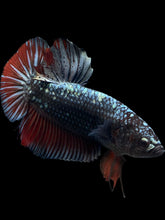 Load image into Gallery viewer, GIANT Male Halfmoon Plakat - Copper #1700 - Live Betta Fish
