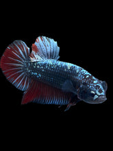 Load image into Gallery viewer, GIANT Male Halfmoon Plakat - Copper #1700 - Live Betta Fish
