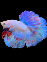 Load image into Gallery viewer, Male Halfmoon - Pastel #1701 - Live Betta Fish
