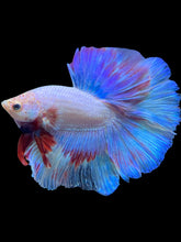 Load image into Gallery viewer, Male Halfmoon - Pastel #1701 - Live Betta Fish
