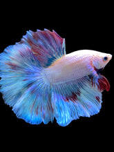 Load image into Gallery viewer, Male Halfmoon - Pastel #1701 - Live Betta Fish
