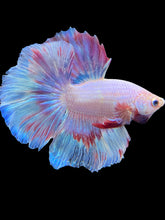 Load image into Gallery viewer, Male Halfmoon - Pastel #1701 - Live Betta Fish
