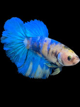 Load image into Gallery viewer, TOP GRADE Female Halfmoon - Galaxy #1702 - Live Betta Fish
