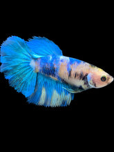 Load image into Gallery viewer, TOP GRADE Female Halfmoon - Galaxy #1702 - Live Betta Fish

