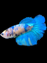 Load image into Gallery viewer, TOP GRADE Female Halfmoon - Galaxy #1702 - Live Betta Fish
