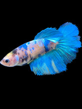 Load image into Gallery viewer, TOP GRADE Female Halfmoon - Galaxy #1702 - Live Betta Fish
