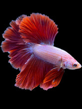 Load image into Gallery viewer, Male Rosetail - Purple #1704 - Live Betta Fish
