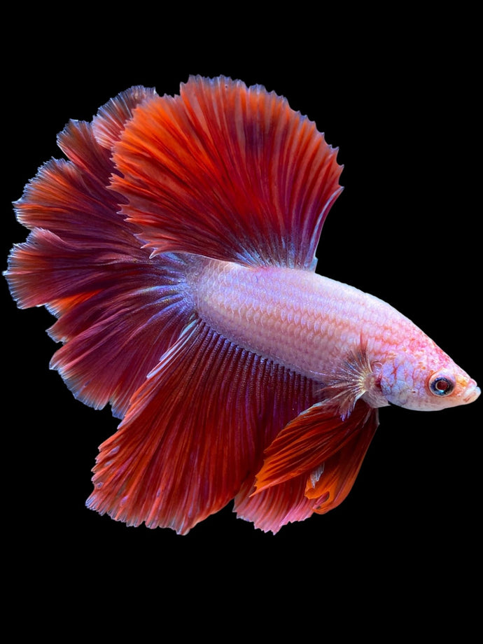 Male Rosetail - Purple #1704 - Live Betta Fish