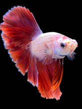 Load image into Gallery viewer, Male Rosetail - Purple #1704 - Live Betta Fish
