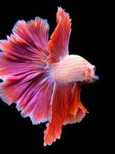 Load image into Gallery viewer, Male Rosetail - Purple #1704 - Live Betta Fish
