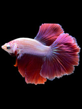 Load image into Gallery viewer, Male Rosetail - Purple #1704 - Live Betta Fish
