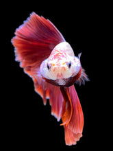 Load image into Gallery viewer, Male Rosetail - Purple #1704 - Live Betta Fish
