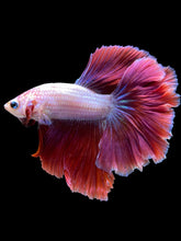 Load image into Gallery viewer, Male Rosetail - Purple #1704 - Live Betta Fish
