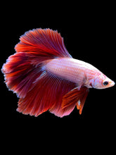 Load image into Gallery viewer, Male Rosetail - Purple #1704 - Live Betta Fish

