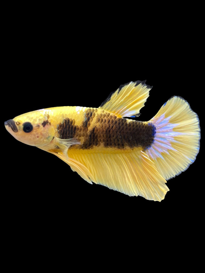 Male Halfmoon Plakat - Yellow FCCP #1705 - Live Betta Fish