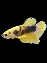 Load image into Gallery viewer, Male Halfmoon Plakat - Yellow FCCP #1705 - Live Betta Fish
