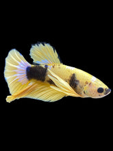 Load image into Gallery viewer, Male Halfmoon Plakat - Yellow FCCP #1705 - Live Betta Fish
