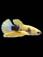 Load image into Gallery viewer, Male Halfmoon Plakat - Yellow FCCP #1705 - Live Betta Fish

