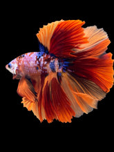 Load image into Gallery viewer, Male Rosetail - Multicolor #1705 - Live Betta Fish
