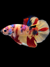 Load image into Gallery viewer, Male Halfmoon Plakat - Multicolor #1706 - Live Betta Fish
