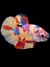 Load image into Gallery viewer, Male Halfmoon Plakat - Multicolor #1706 - Live Betta Fish
