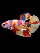 Load image into Gallery viewer, Male Halfmoon Plakat - Multicolor #1706 - Live Betta Fish
