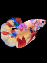 Load image into Gallery viewer, Male Halfmoon Plakat - Multicolor #1706 - Live Betta Fish
