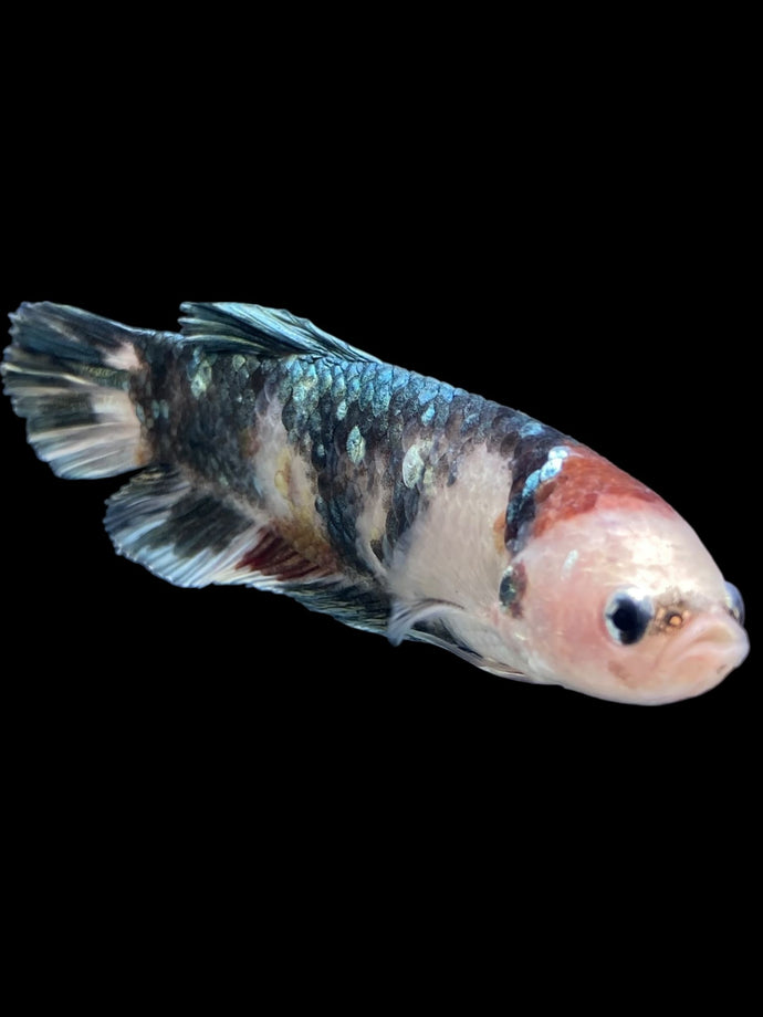 GIANT Female Halfmoon Plakat - Koi Copper #1708 Live Betta Fish