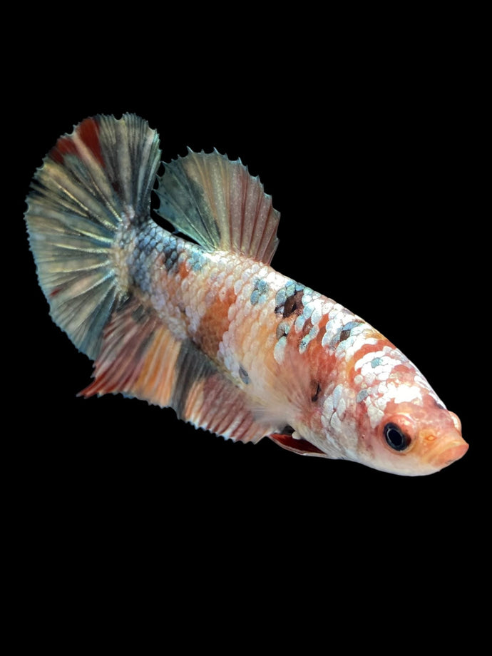 Female Halfmoon Plakat - Candy Gold Glitter #1709 - Live Betta Fish