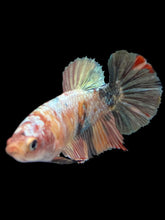 Load image into Gallery viewer, Female Halfmoon Plakat - Candy Gold Glitter #1709 - Live Betta Fish
